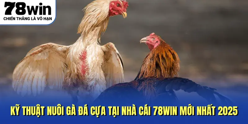 Kỹ Thuật Nuôi Gà Đá Cựa Tại Nhà Cái 78Win Mới Nhất 2025
